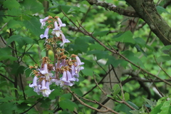 Paulownia tomentosa