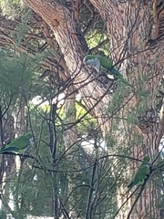 Myiopsitta monachus