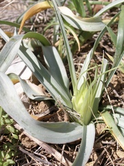 Ornithogalum comosum
