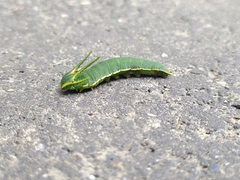 Polyura narcaea meghaduta