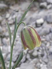 Fritillaria messanensis neglecta