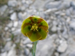 Fritillaria messanensis neglecta