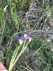 Aristea africana