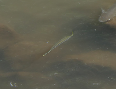 Zenarchopterus buffonis