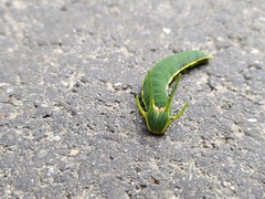Polyura narcaea meghaduta