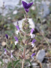 Salvia viridis
