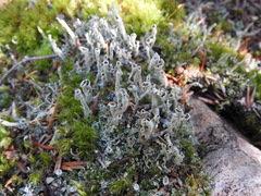 Media resource of Cladonia cenotea