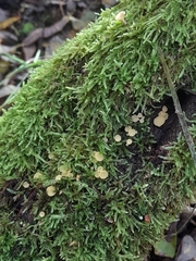 Calycina