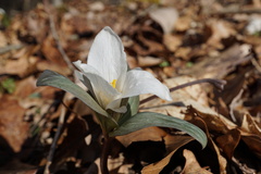 Trillium nivale