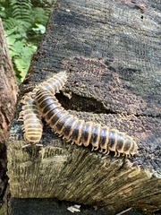 Arthrophaga myriapodina