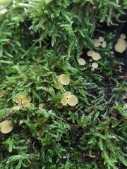 Calycina