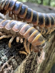 Arthrophaga myriapodina