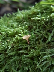 Calycina