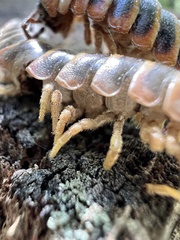 Arthrophaga myriapodina