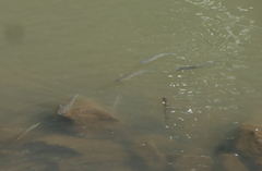 Planiliza subviridis