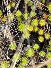 Polytrichum juniperinum
