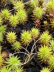 Polytrichum juniperinum