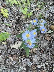 Symphyotrichum anomalum