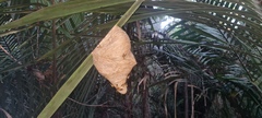 Angiopolybia