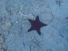 Pentaceraster cumingi