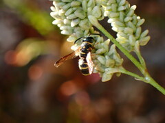 Parancistrocerus fulvipes