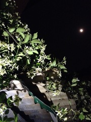 Trachelospermum jasminoides