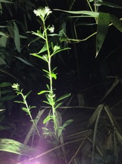 Lysimachia candida