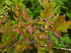 Vaccinium alaskaense