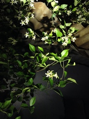 Trachelospermum jasminoides