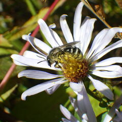 Lasioglossum leucozonium