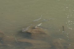 Planiliza subviridis