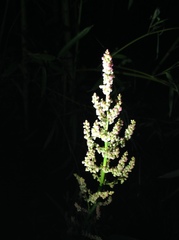 Rumex acetosa