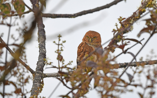 Cloud-forest Pygmy Owl (Glaucidium nubicola), photo 3