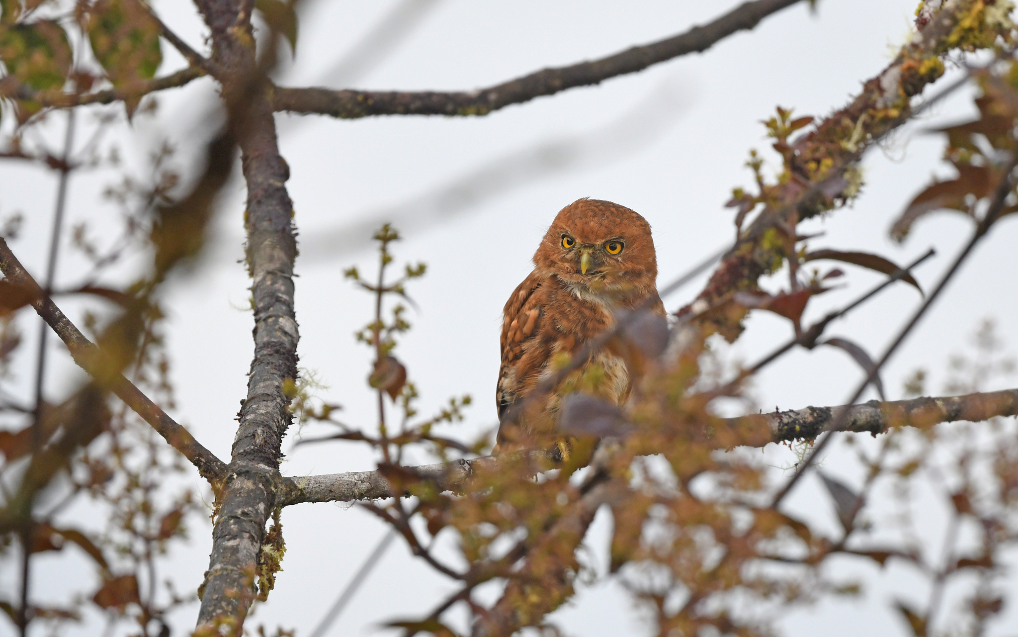 Cloud-forest Pygmy Owl (Glaucidium nubicola), photo 3