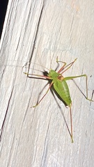 Poecilimon schmidtii