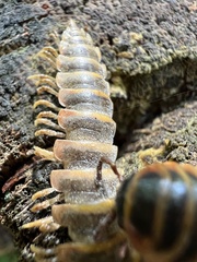 Arthrophaga myriapodina