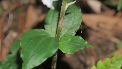 Odontochilus brevistylis