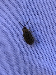 Ophraella communa