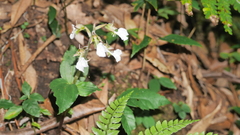 Odontochilus brevistylis