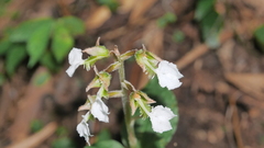 Odontochilus brevistylis