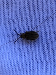 Ophraella communa