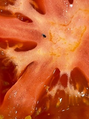 Diptera
