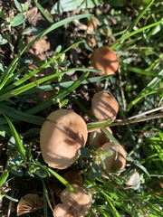 Marasmius