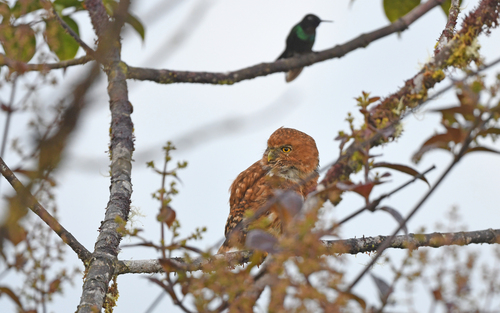 Cloud-forest Pygmy Owl (Glaucidium nubicola), photo 4