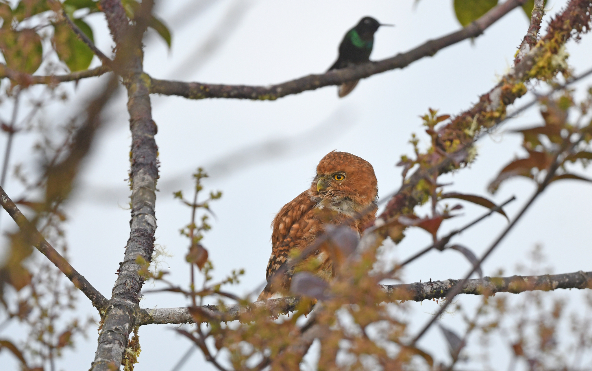 Cloud-forest Pygmy Owl (Glaucidium nubicola), photo 4