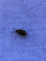 Ophraella communa