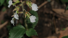 Odontochilus brevistylis