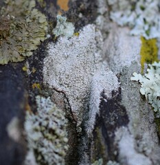 Lecanora