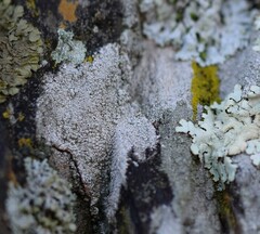 Lecanora