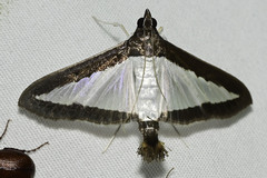 Diaphania hyalinata
